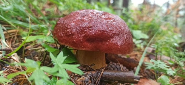 boletus