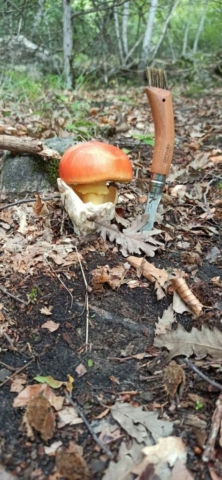 amanita caesarea